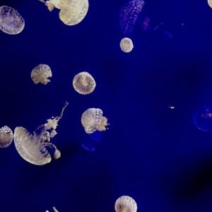 Meet your Posher, Carolyn